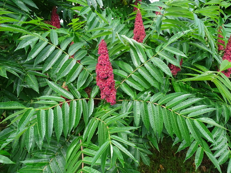 octovec_JLaganis_ZRSVN